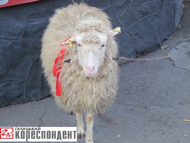 Стало відомо, кому дісталася призова вівця у конкурсі на логотип для парку Шевченка