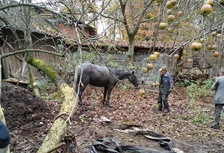 На Франківщині рятувальники визволяли з каналізаційного полону коня (ФОТО)