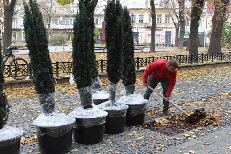 На площі Міцкевича висаджують нові дерева (ФОТО)