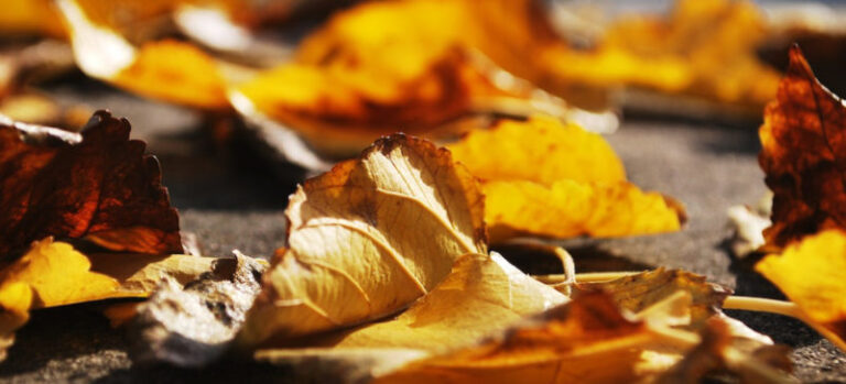 Що цікавого сьогодні в Івано-Франківську?