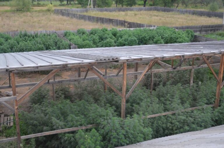 В Карпатах СБУ знайшла величезну плантацію коноплі (ФОТО)