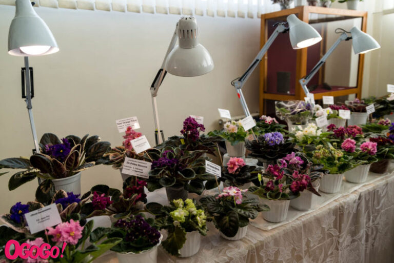 У Франківську фіалками та кактусами проводять квіткову терапію (ФОТО)