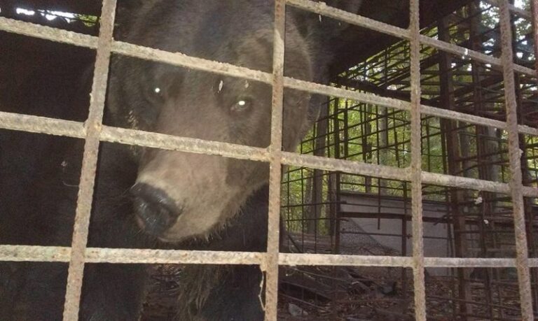 На Прикарпатті у жахливих умовах утримують ведмедя (ФОТО, ВІДЕО)