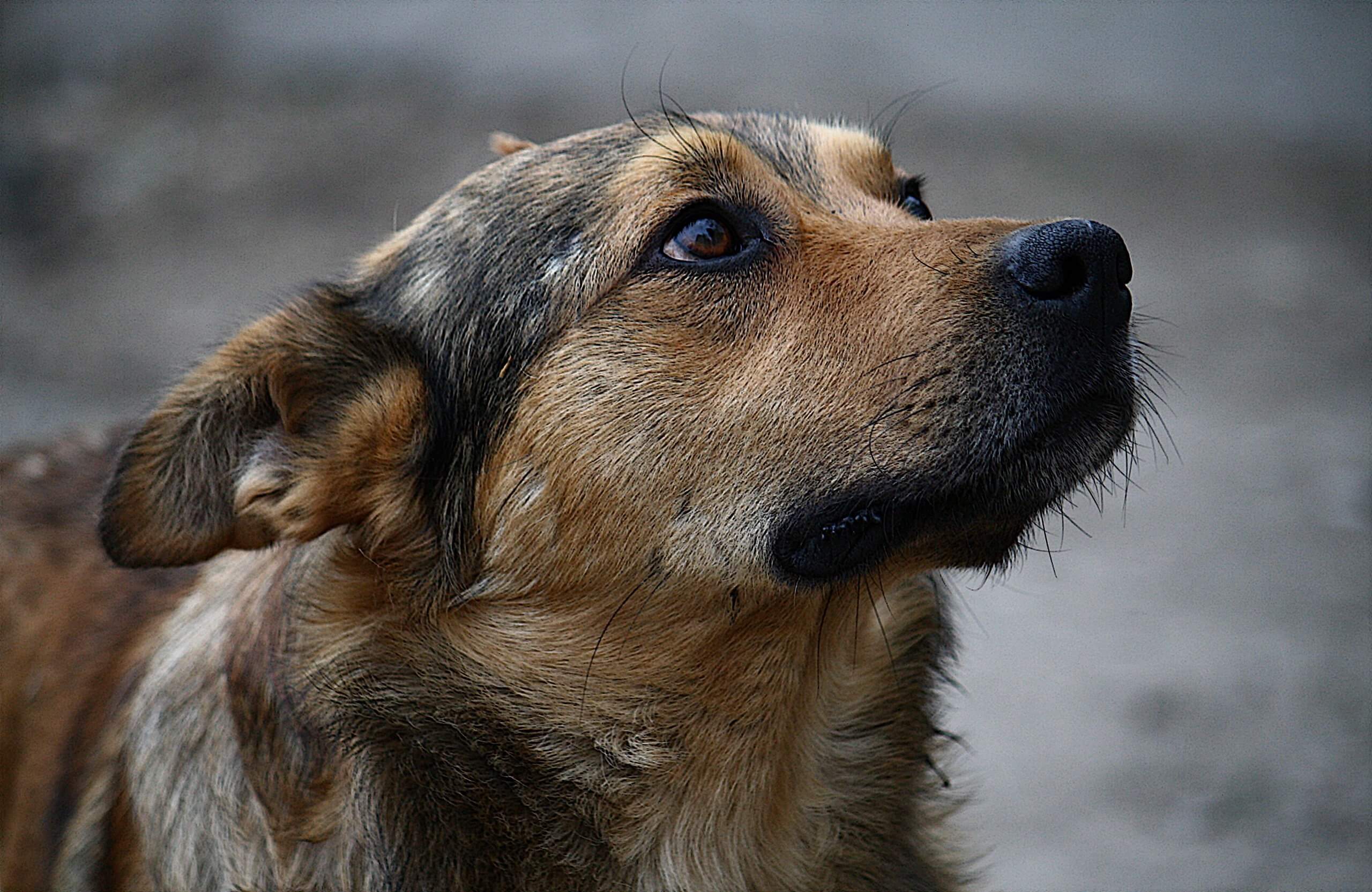 В Івано-Франківську рятувальники витягнули собаку із котловану