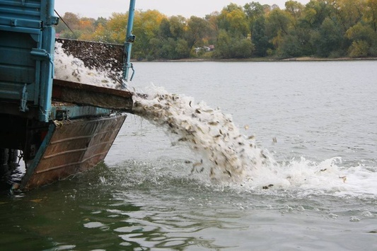 Короп і товстолоб: у Бурштинське море випустять майже сім тонн риби