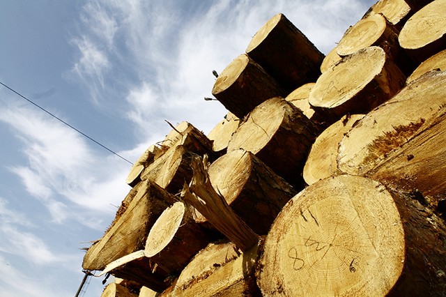 На Косівщині працівники лісгоспу незаконно рубали ліс – завдали збитків на 150 тисяч гривень