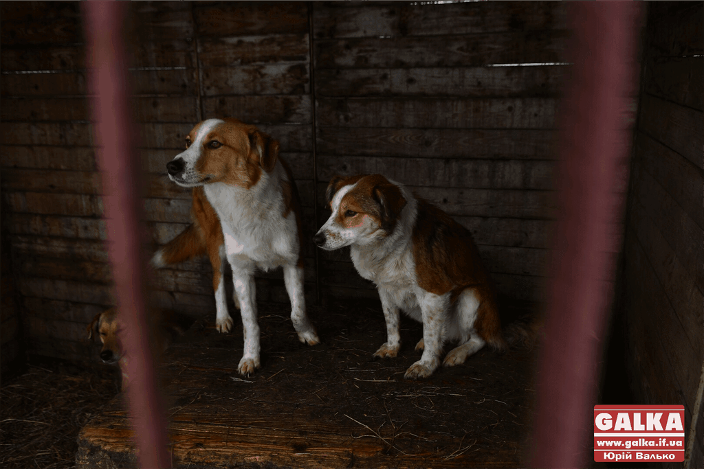 У Франківську запустили “Сіркочелендж”, аби допомогти безпритульним собакам (ВІДЕО)