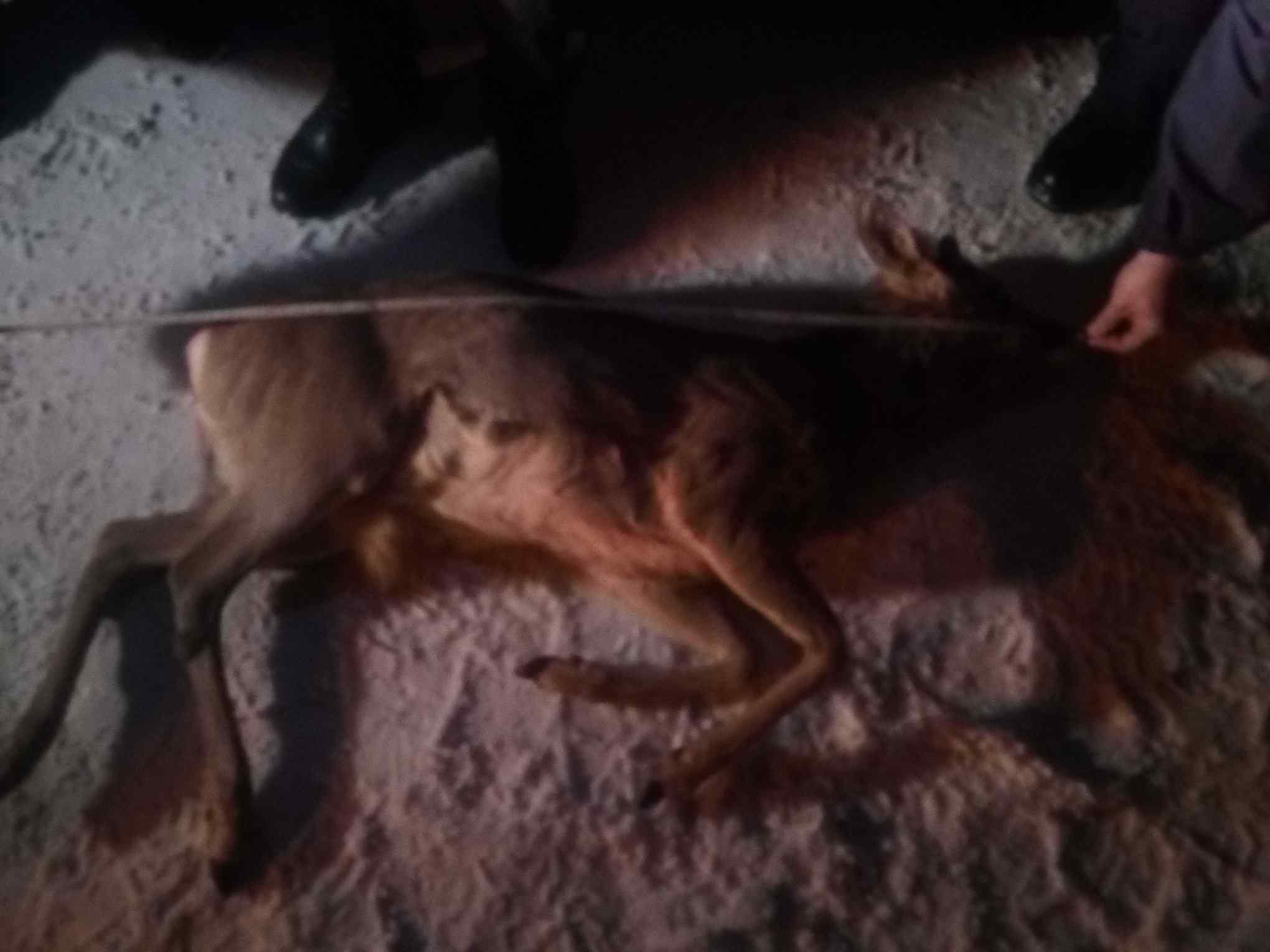 У Богородчанському районі поліція затримала озброєного чоловіка з вбитою косулею. Той пояснив, що тварину знайшов (ФОТО, ВІДЕО)