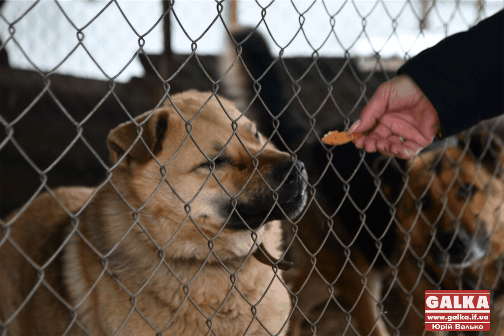 У Франківську першачки передали смаколики безпритульним собакам у “Дім Сірка” (ВІДЕО)