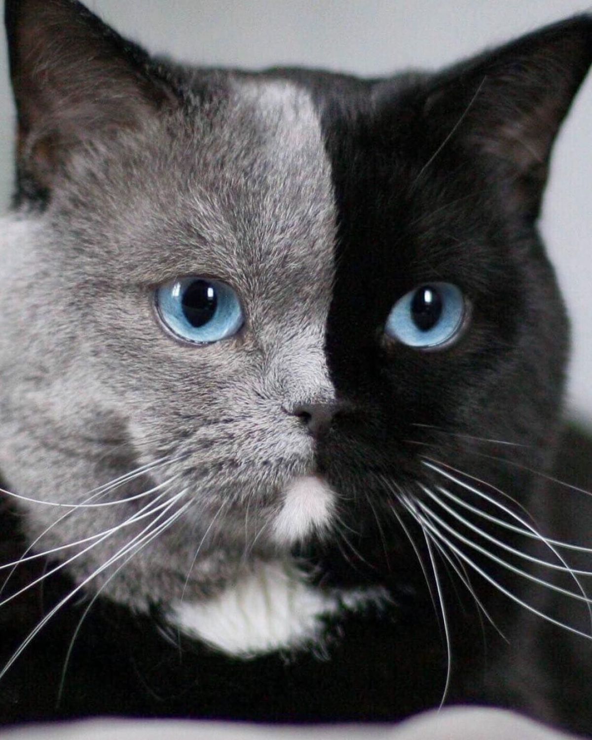 Як “день і ніч”: у Франції живе котик з двома обличчями (ФОТО)