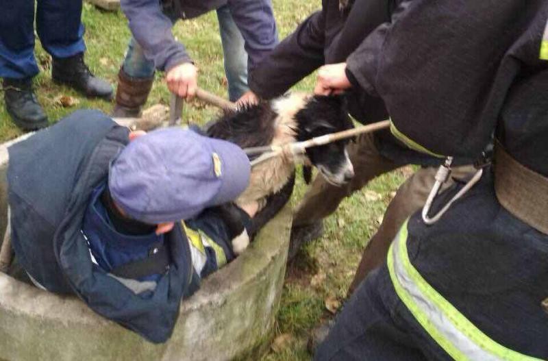 У Калуші рятувальники врятували від смерті собаку