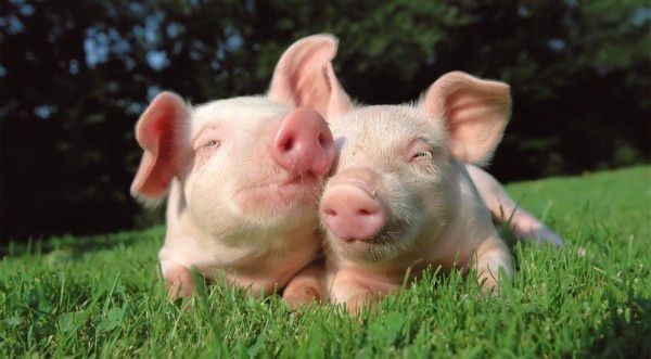 У Галицькому районі засекречена кількість свиней, у Калуському та Галицькому —  таємні дані про всіх сільгосптварин