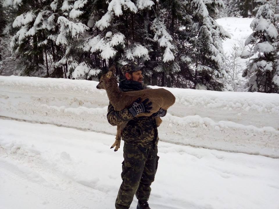 На Прикарпатті браконьєри підстрелили козулю. Тварину врятувати не вдалося (ФОТО)