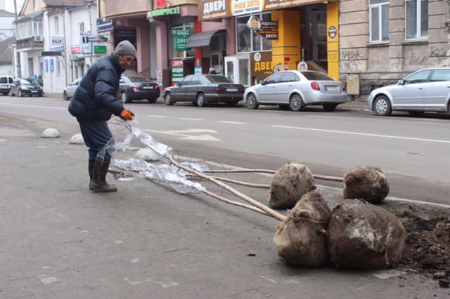 Франківські комунальники озеленюють місто: посадили клени, дуби та липи (ФОТО)