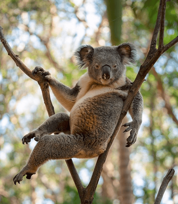 Сексуальна коала показала, як треба позувати і стала зіркою мережі