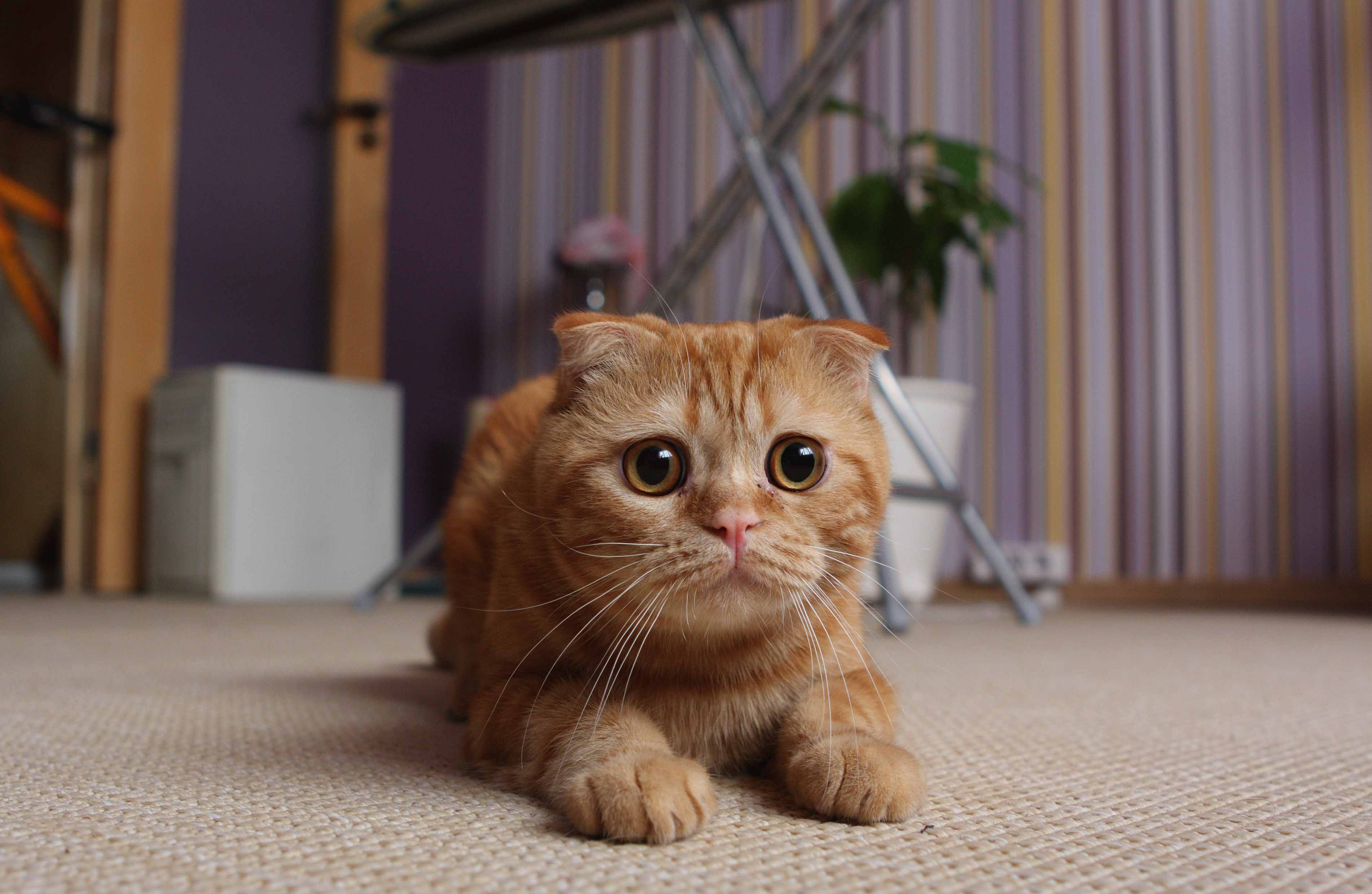 У Чернігові кіт через соціальні мережі розповідає про вуличних тварин  (ВІДЕО)