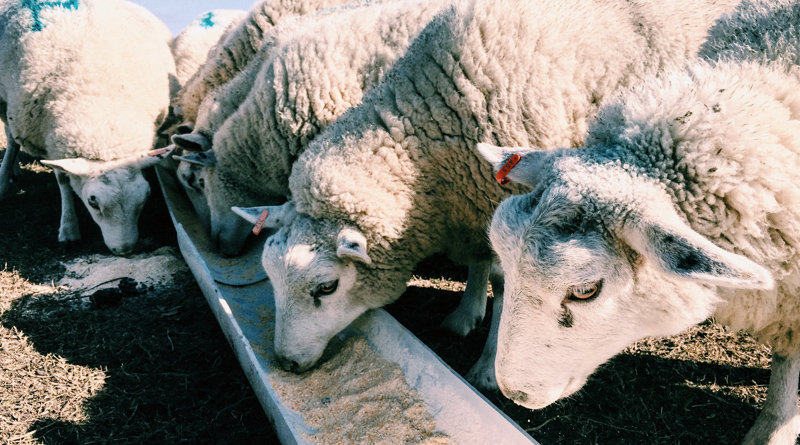 Вівці в офісі: американська компанія найняла тварин на роботу