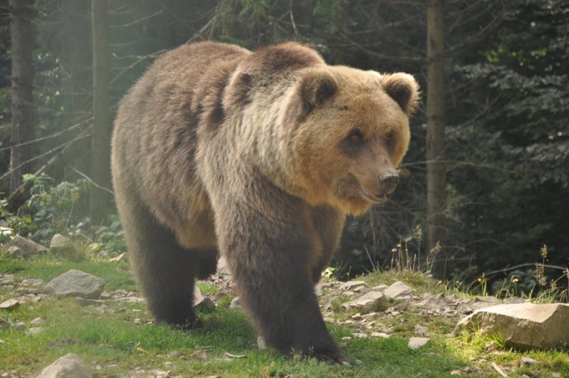 У прикарпатському Центрі реабілітації диких тварин прокинулись врятовані ведмеді (ВІДЕО)