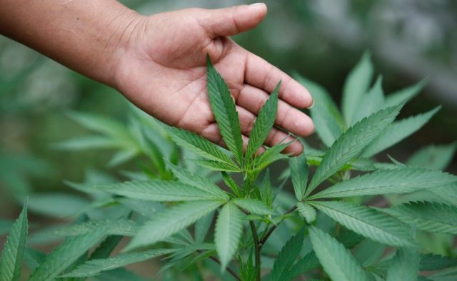 На Прикарпатті поліціянти ліквідували понад 16000 незаконно висіяних нарковмісних рослин