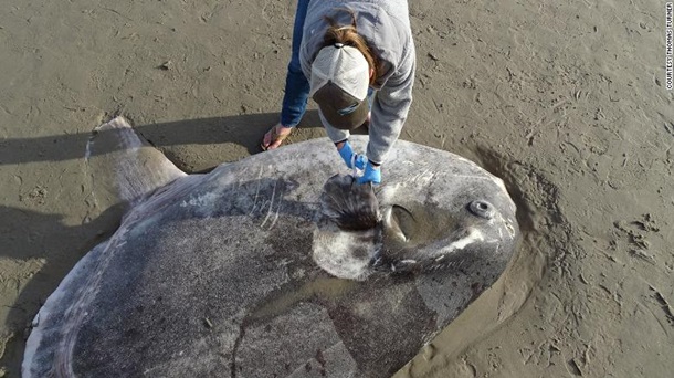У США на пляж викинуло дивну гігантську рибу (ФОТО)
