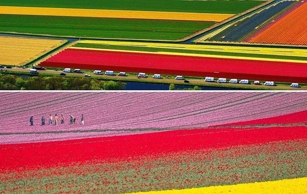 У Нідерландах зацвіли мільйони тюльпанів (ФОТО)