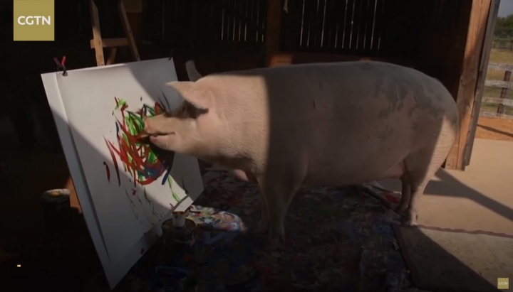Африканський Пікассо: Талановита свиня малює в стилі абстрактного експресіонізму