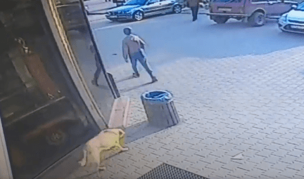 У центрі Косова бродячі собаки напали на дитину (ФОТО, ВІДЕО)