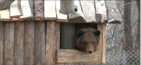 Як у Галицькому природному парку ведмеді розважаються в оновленому вольєрі (ВІДЕО)