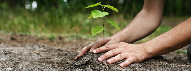 На Калущині впродовж дня планують висадити п’ять тисяч дерев