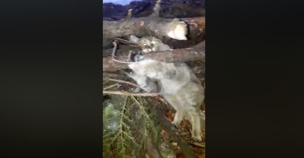 Прикарпатський єгер врятував з браконьєрської пастки дикого кота (ВІДЕО)