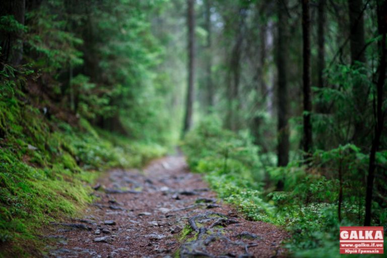 У Вовчинецьких горах заблукали троє дітей