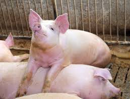 У Бельгії власник ферми щодня вмикає для свиней рок-музику (ВІДЕО)