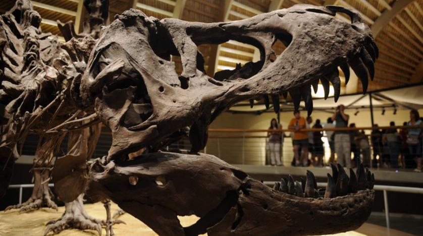 Дитинча тиранозавра продали через eBay за майже три мільйони доларів