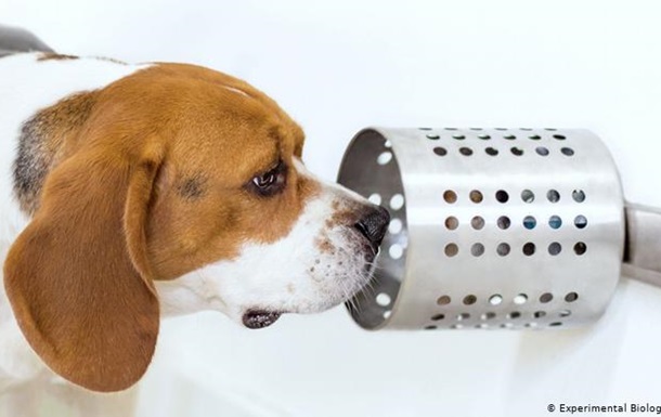 Собаки на нюх можуть точно виявляти рак легенів, – американські вчені