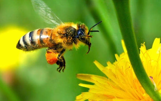 У Франківській громаді чиновники підрахували “поголів’я бджіл”