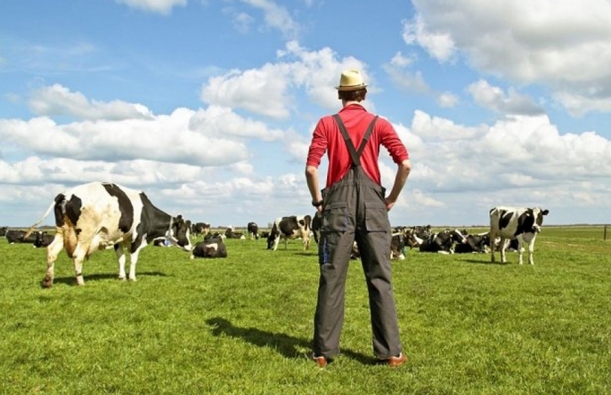 Селяни Прикарпаття отримають дотації за утримання молодняку великої рогатої худоби