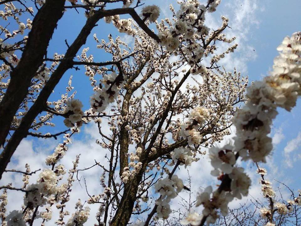 В Івано-Франківську настала справжня весна, у мережі з’явились яскраві світлини (ФОТО)