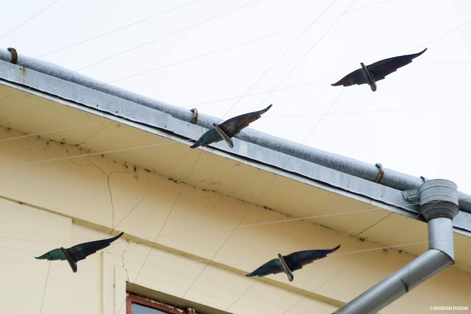 Над франківськими вулицями “зависнуть” більше сотні металевих птахів (ФОТО)