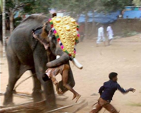 В Індії слон за ніч затоптав п’ятьох людей