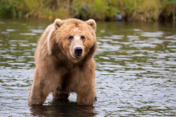 Ведмідь застряг у каністрі і блукав так лісом у Словаччині (ВІДЕО)