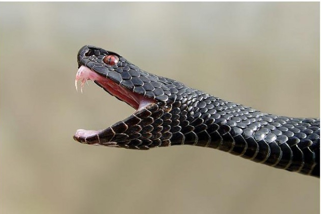 Сезон змій: де і які плазуни водяться, і як зарадити при укусі