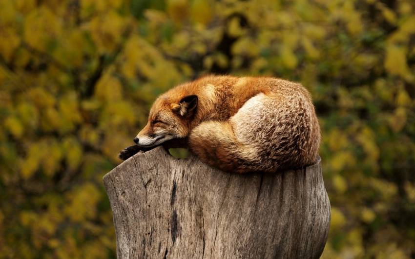 Близько половини популяції лисиць застрелили прикарпатські мисливці впродовж минулого року