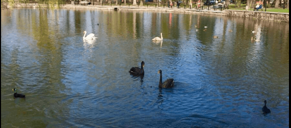 На озеро франківського парку після зимівлі повернулись чорні та білі лебеді (ФОТО)