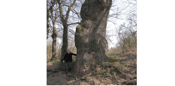 На Калущині росте дуб, вік якого може сягати 500 років (ФОТО)