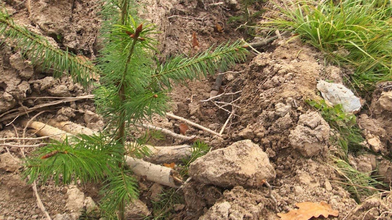 397 гектарів лісових культур висадили цьогоріч на Прикарпатті
