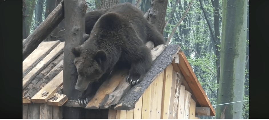 Як ведмідь у Галицькому нацпарку намагався злізти з даху будиночка (ВІДЕО)