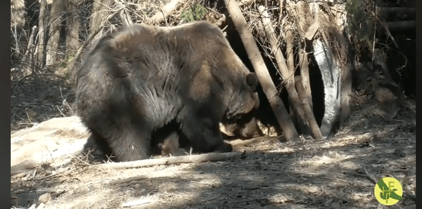 У Галицькому нацпарку перевірили берлоги, в яких зимували врятовані ведмеді (ВІДЕО)