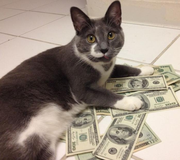 Кіт вкрав лотерейний білет американки з виграшом 50 тис. доларів
