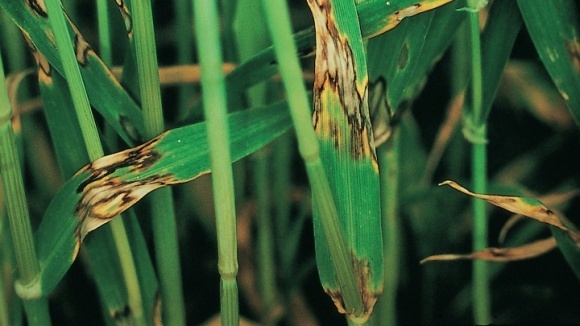 Аграріїв Прикарпаття просять обстежити посіви озимих зернових культур через шкідників