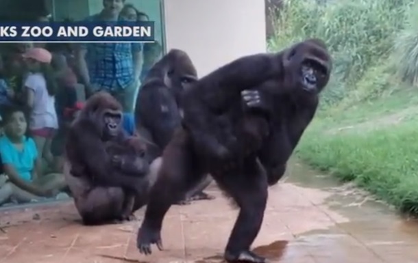 Кумедні горили, які ховаються від дощу, підкорили мережу (ВІДЕО)